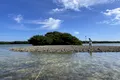 Habitatele de stridii dispar din Florida pe măsură ce statul american devine din ce în ce mai „fierbinte”