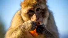 Maimuțele din Gibraltar mănâncă pământ pentru a-și proteja stomacul după ce primesc alimente nesănătoase de la turiști