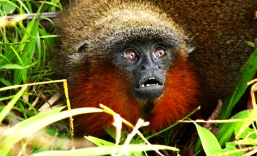 O noua specie de maimuta descoperita in Amazonia