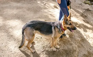 Un câine dispărut din California a străbătut jumătate din SUA până să se întoarcă acasă
