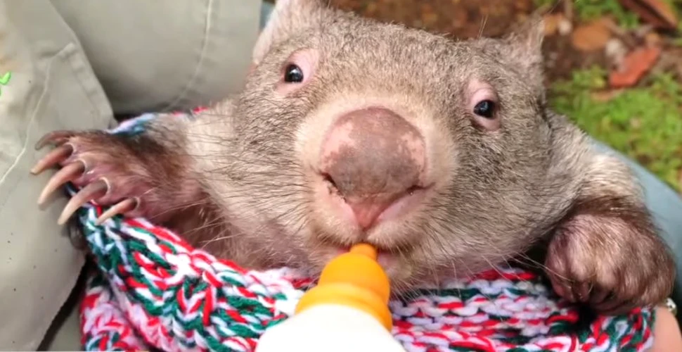 George, micuţul vombat care a devenit cel mai bun prieten al australienilor -VIDEO