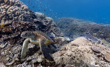 Explorează virtual Marea Barieră de Corali şi călătoreşte printre ţestoase, corali şi peşti tropicali! (FOTO/VIDEO)