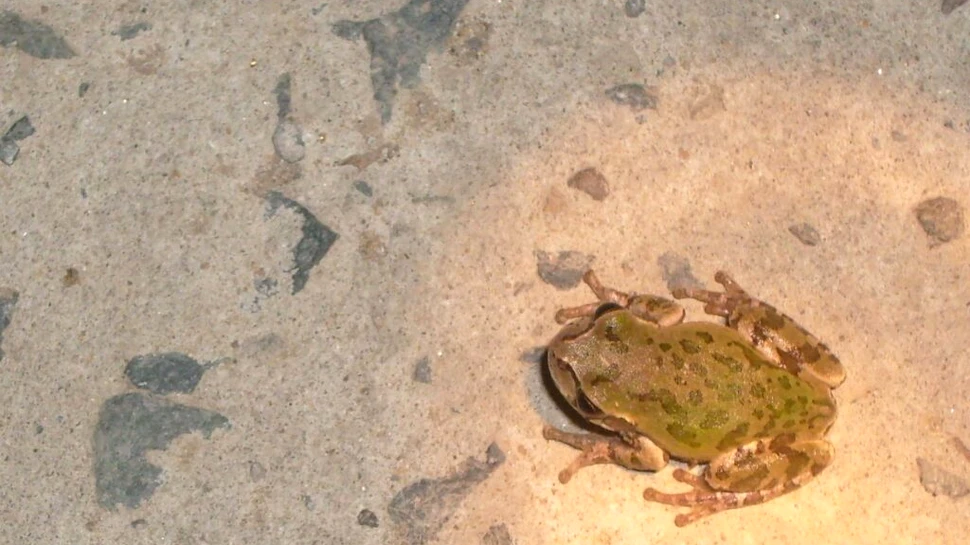 Un medicament puternic anticancerigen, descoperit într-un loc neașteptat