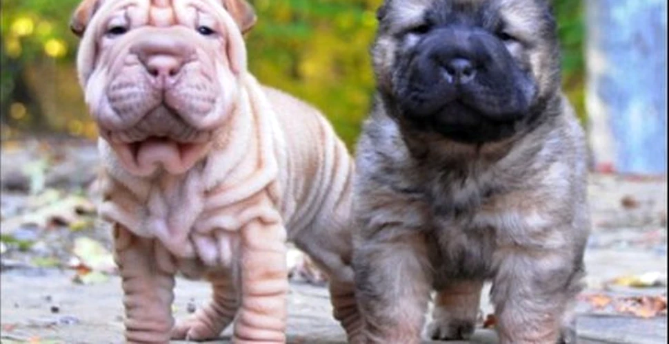 Secretele genetice ale catelului Shar-Pei