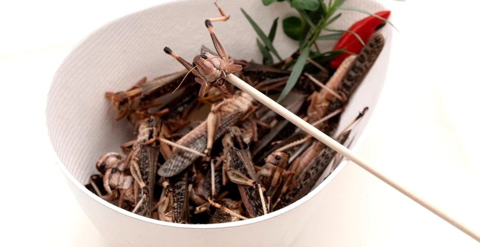 Noi produse din lăcuste pot ajunge în magazine după ce Comisia Europeană a aprobat consumul insectelor