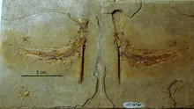Un studiu a dezvăluit moartea teribilă suferită de un pește din Jurasic