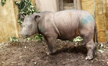 Un rinocer capturat recent, cheia supravieţuirii unei specii