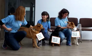 Câinii fără stăpân dintr-un oraş din România vor fi transformaţi în câini de terapie