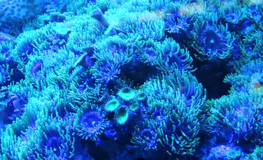 Experţii au desluşit un mister din natură. Cum reuşesc coralii de la mari adâncimi să producă lumină în ciuda lipsei razelor UV