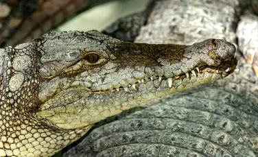 De ce a omorât un fermier 125 de crocodili pe cale de dispariție?