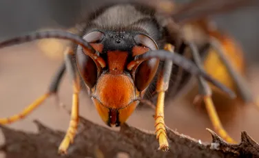 O singură viespe din Asia a creat o populație întreagă în Europa, după o răspândire rapidă