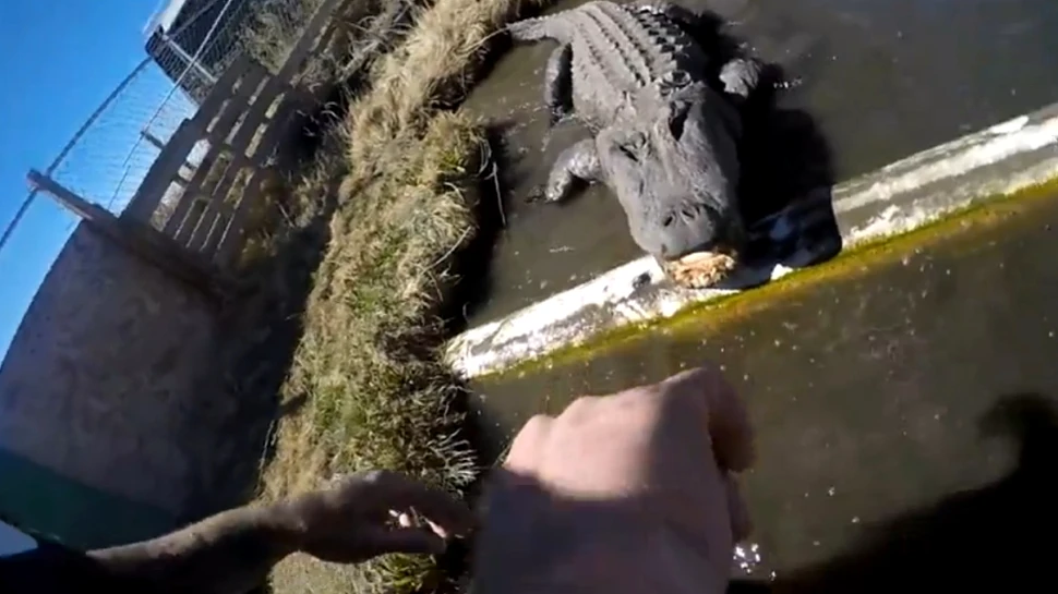 Un bărbat, fără pregătire specială, s-a încumetat să atingă limba unui aligator – VIDEO