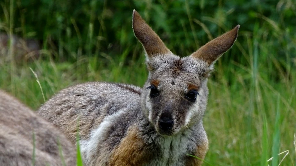 Incident șocant la Grădina Zoologică din Timişoara. Toți cangurii au fost ucişi de câini