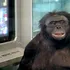 Experiment: Bonobo, capabil de „jocuri imaginare”