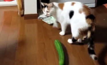 De ce nu ar trebui să-ţi sperii pisica cu un castravete? – VIDEO