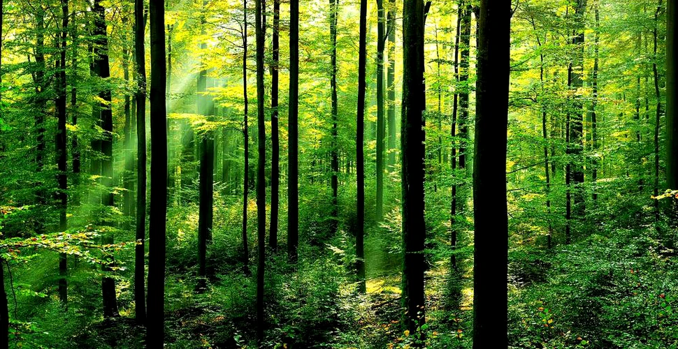 Pe Terra cresc trei mii de miliarde de copaci, însă rata tăierilor creşte alarmant