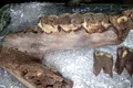 Rămășițele unui mamut lânos, precum și alte animale din era glaciară, descoperite la un șantier