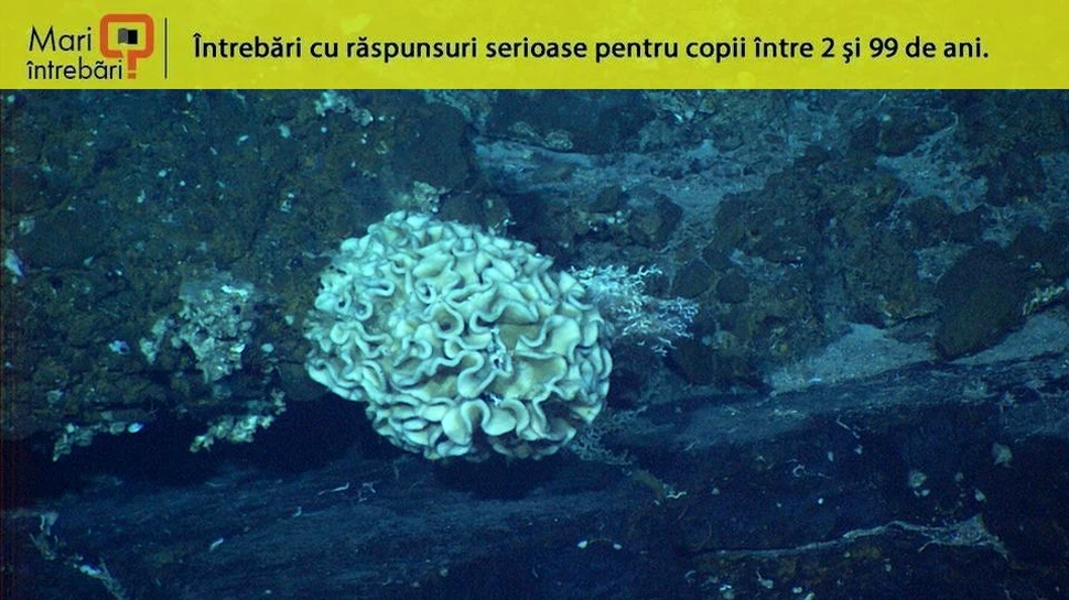 Ce trăieşte în Groapa Marianelor, cel mai adânc loc de pe Pământ?