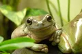O broască a călătorit peste 6.000 de kilometri pe un pachet de banane