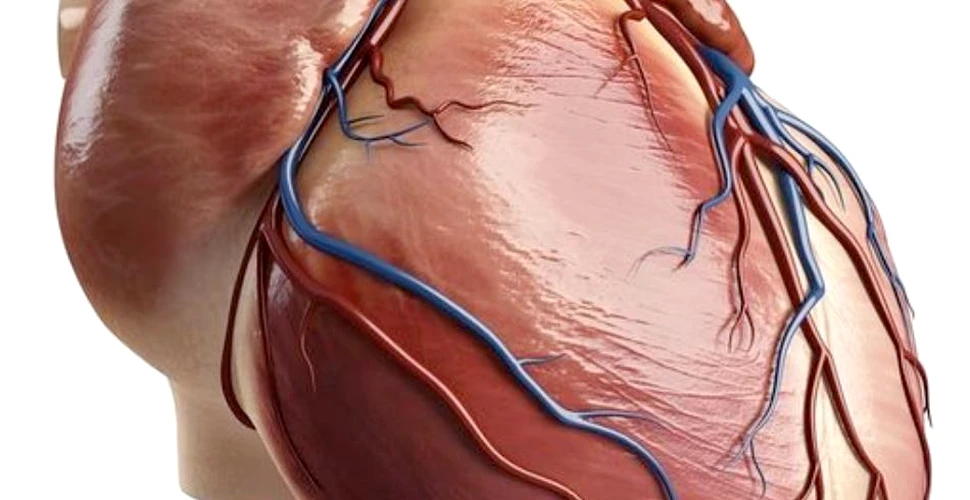 Cercetătorii au reuşit să stimuleze regenerarea celulelor muşchiului cardiac