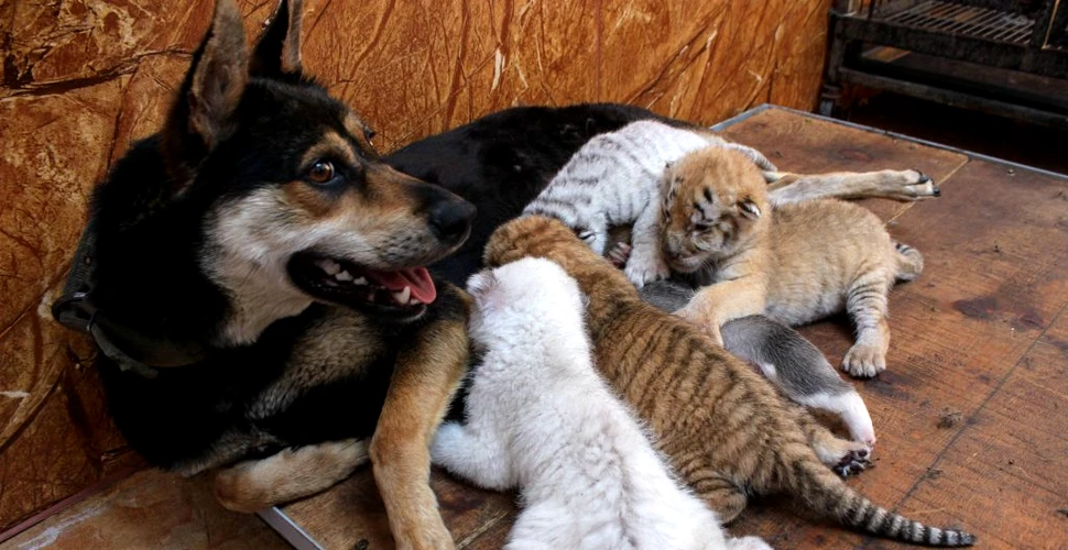 O căţea a adoptat patru pui de tigri rari, într-o rezervaţie din China