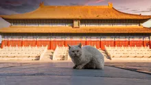 Primele pisici domestice au ajuns în China în urmă cu 1.400 de ani, arată un studiu