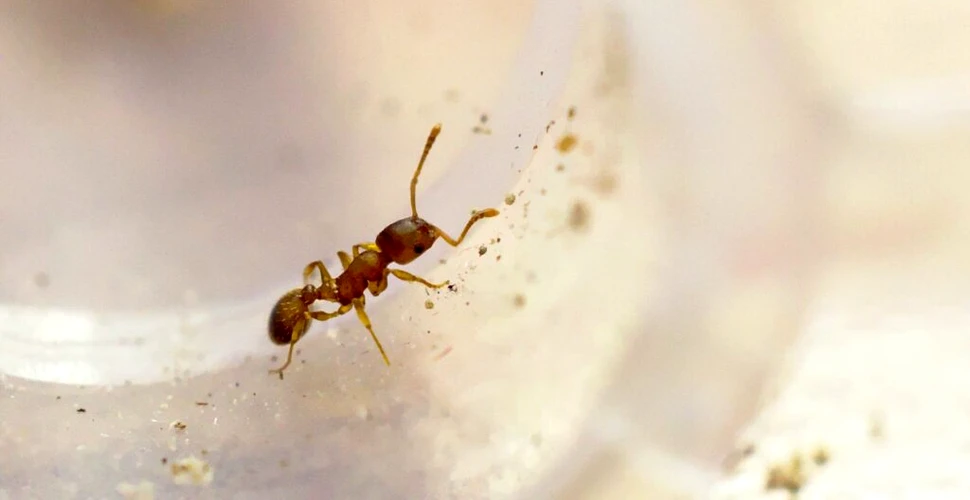 Un parazit triplează viața furnicilor. Este de bine sau de rău?