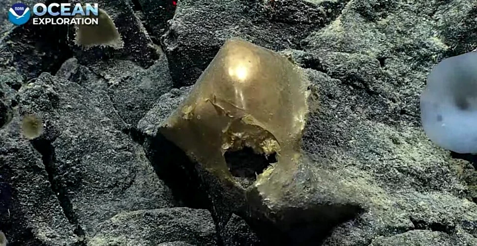Exploratorii au găsit „un obiect auriu” pe fundul Oceanului Pacific. „Ceva a încercat să intre… sau să iasă”