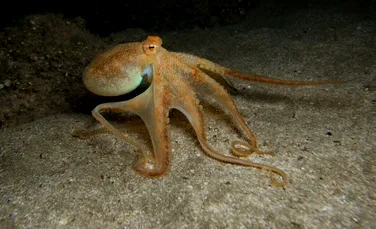 „Omogenocenul” sau cum oamenii fac ca fauna sălbatică să fie periculos de uniformă