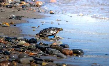 Poluarea cu plastic, capcană evolutivă pentru țestoasele marine