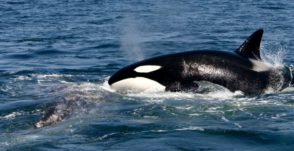 Răzbunarea balenelor ucigașe! Atacă navele și învață unele de altele cum să le scufunde