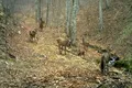 Un cârd de ciute, surprins într-o pădure din Parcul Național Semenic- Cheile Carașului