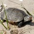 Un pui de țestoasă cu două capete a fost găsit la Cape Cod. Este al treilea caz în cinci ani