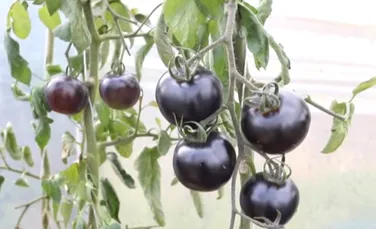 Roşia neagră, un noi soi de tomată creat în laborator. De ce este considerat un superaliment