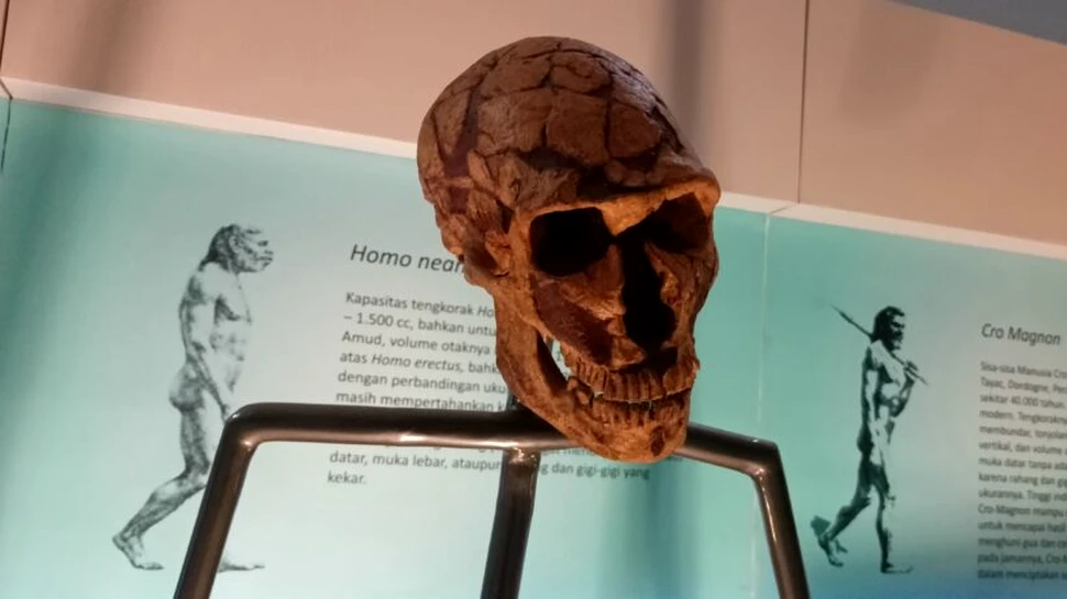 Cum influențează ADN-ul de Neanderthal creierul oamenilor de astăzi?