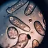O fosilă străveche vie dezvăluie modul în care a început viața complexă