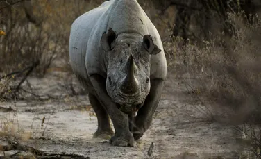 Autoritățile din India au ars 2.500 de coarne de rinocer confiscate de la braconieri