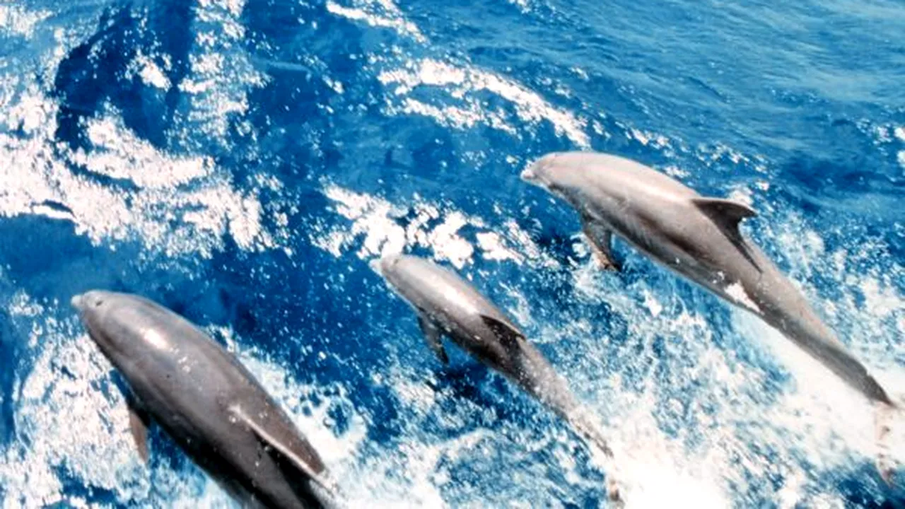 1-delfini 