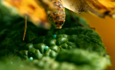 VIDEO Imaginile INCREDIBILE cu momentul în care un fluture depune ouă