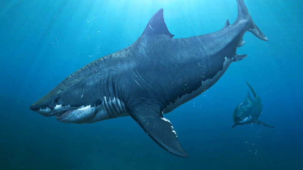 Ce mânca megalodonul? Chiar și pradă de mărimea unor balene ucigașe