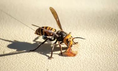 Planul pus la cale de SUA pentru a găsi și elimina cuiburile de viespi gigantice asiatice de pe teritoriul țării