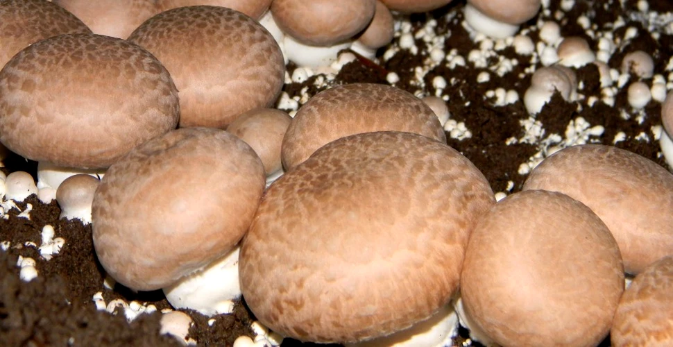 “Super-ciupercile” ar putea rezolva o problemă fiziologică foarte comună azi