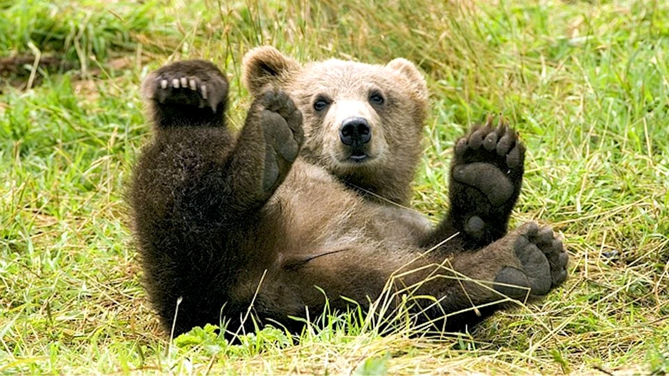 Un urs a fost ucis pentru că era prea… ”prietenos”