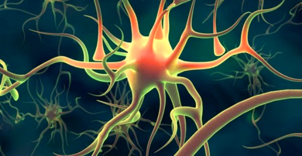 Au fost identificate celule stem neuronale capabile sa se regenereze