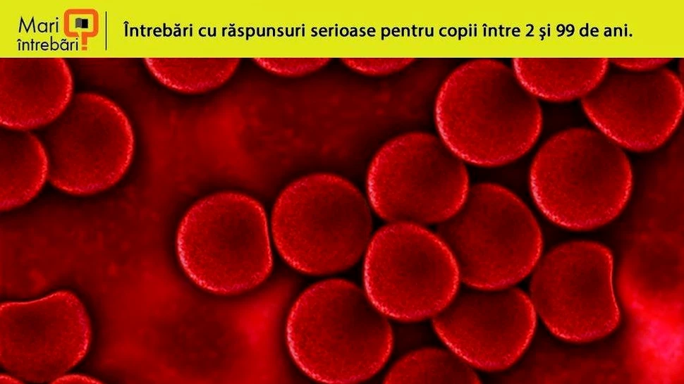 Cât sânge există în corpul uman?