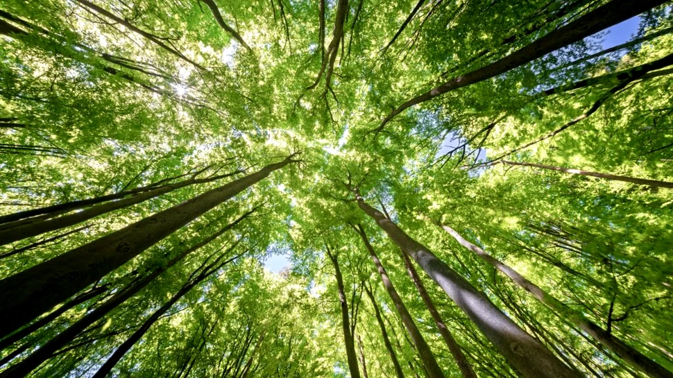 Ce se întâmplă atunci când prea mulți copaci sunt plantați de-a lungul terenurilor agricole