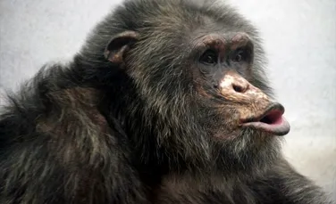 Cimpanzeii par să cunoască aproape 400 de așa-zise cuvinte. Cum comunică?