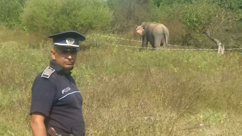 Elefant scăpat de la un circ, găsit de poliţişti şi readus în ţarc
