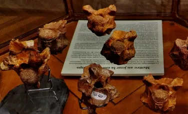 Cel mai mare șarpe de mare care a trăit vreodată ar fi putut mânca chiar și rechini