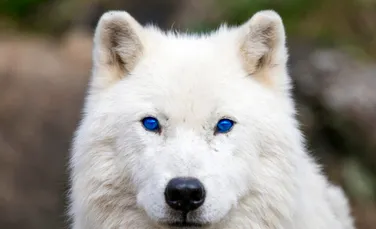 ADN-ul de lup se ascunde în majoritatea câinilor, au descoperit oamenii de știință